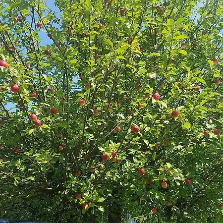 Slaw Jacuzzi Bilard Appartamento *