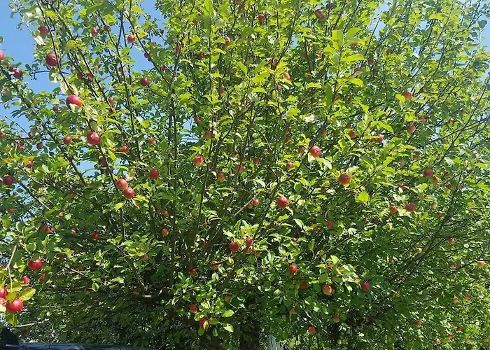 Slaw Jacuzzi Bilard Apartament *